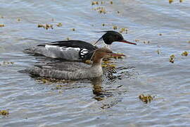 Red-breasted Merganser