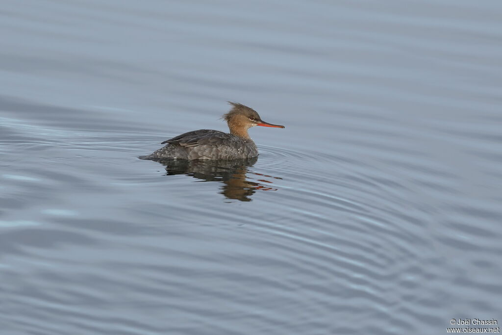 Red-breasted Merganser female