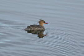 Red-breasted Merganser