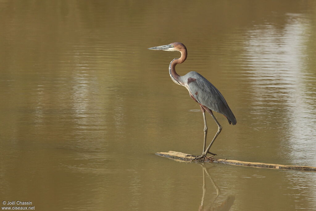 Goliath Heron, identification