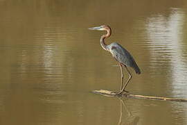 Goliath Heron