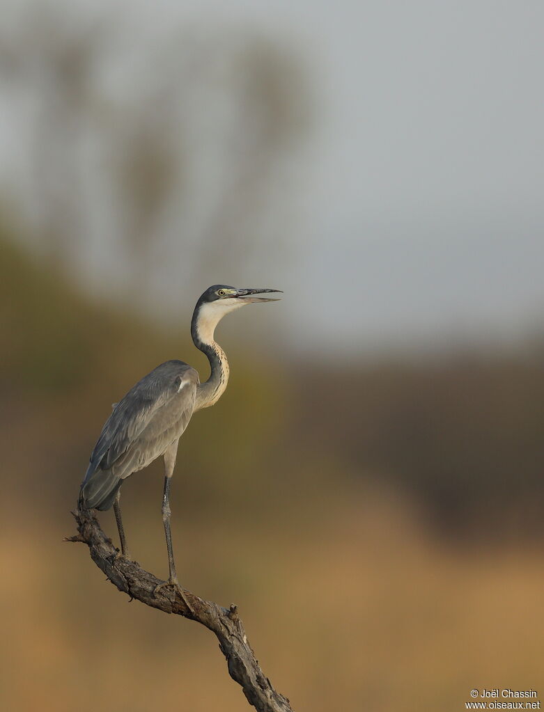 Black-headed Heron, identification