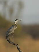 Black-headed Heron