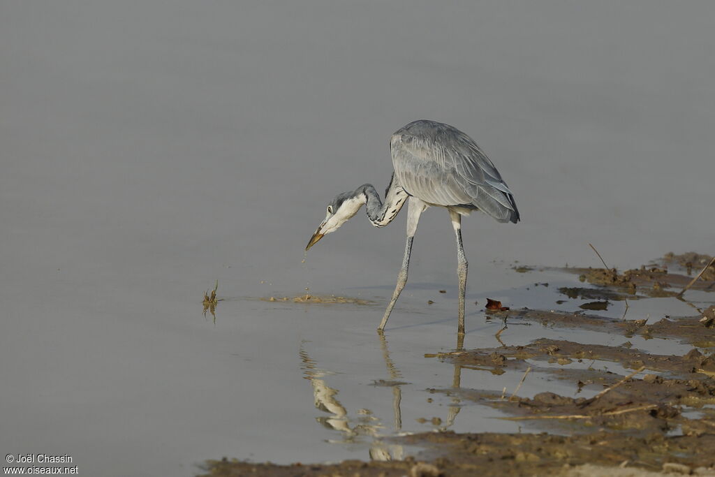 Héron mélanocéphale, identification