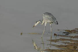 Black-headed Heron