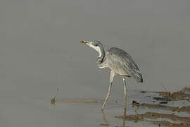 Black-headed Heron