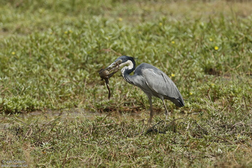 Héron mélanocéphale, identification, pêche/chasse