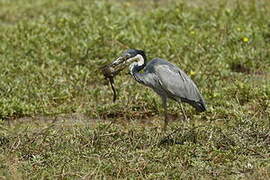 Black-headed Heron