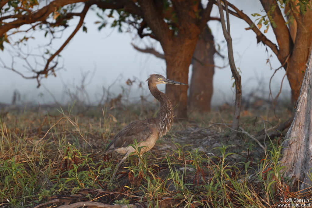 Great-billed Heron, identification