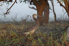 Great-billed Heron