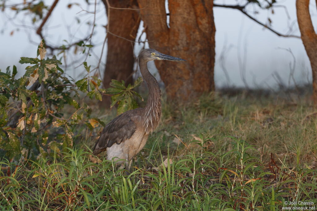 Great-billed Heron, identification