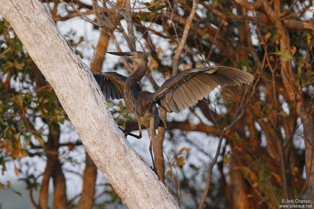 Great-billed Heron, identification