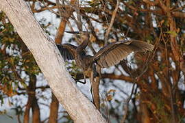 Great-billed Heron