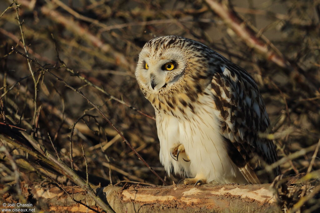 Hibou des marais