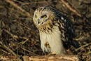 Hibou des marais