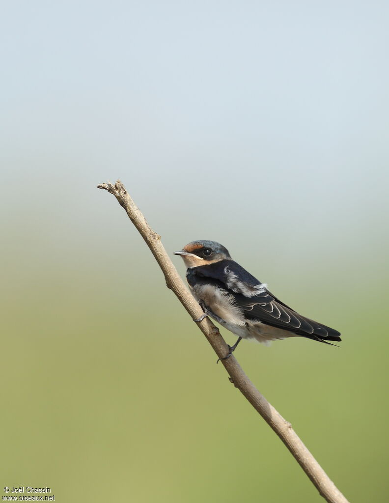 Hirondelle d'Éthiopiejuvénile, identification