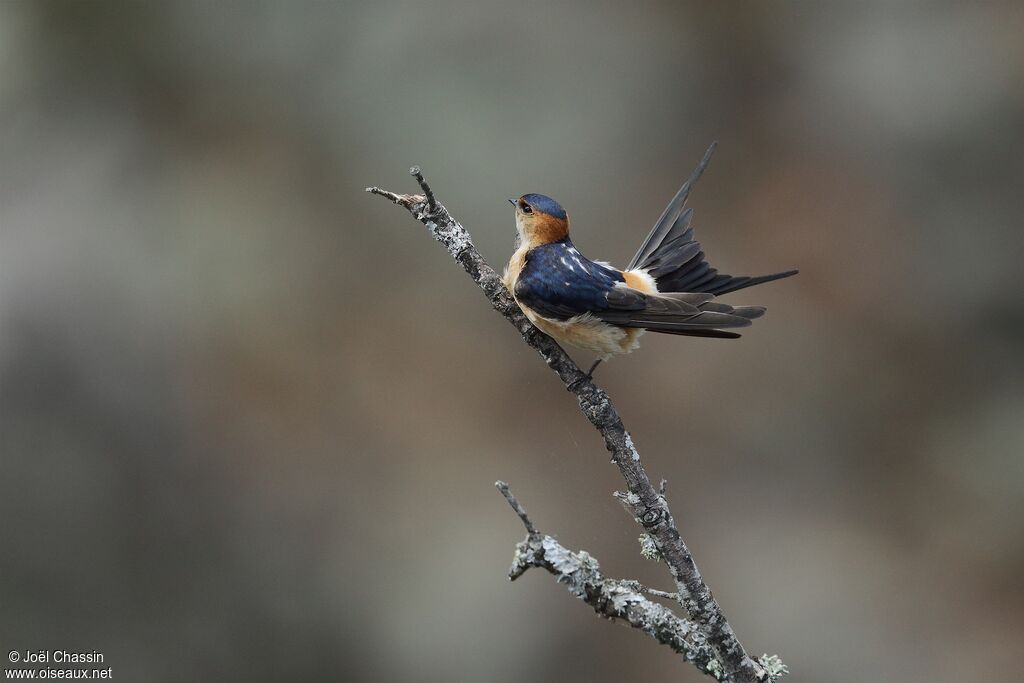 Hirondelle rousseline, identification