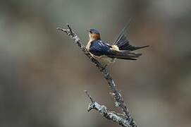 Red-rumped Swallow