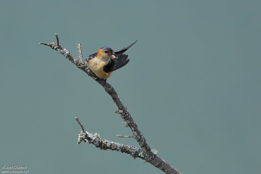 Hirondelle rousseline, identification