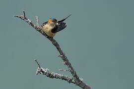 Red-rumped Swallow