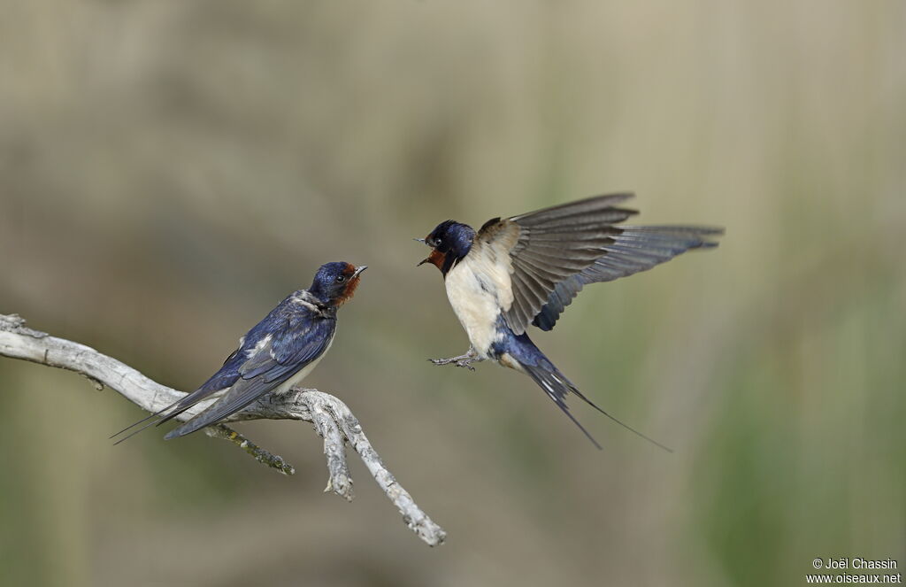 Barn Swallowadult