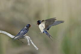 Barn Swallow