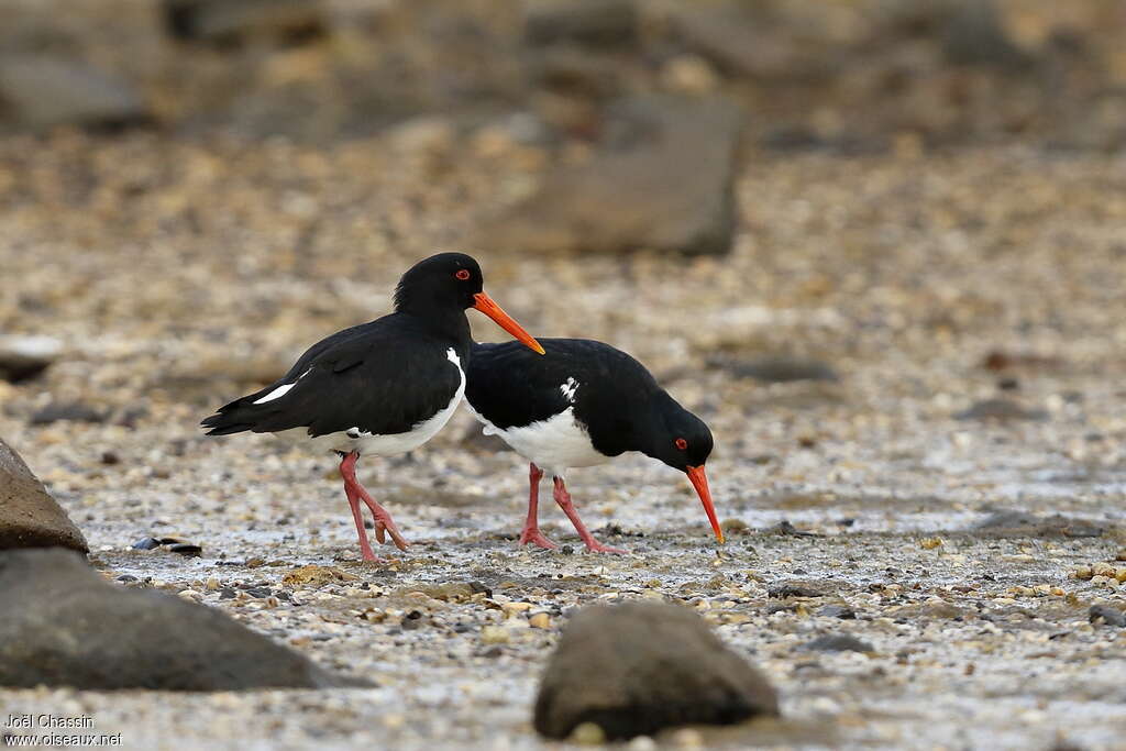 Pied Oystercatcheradult, Behaviour