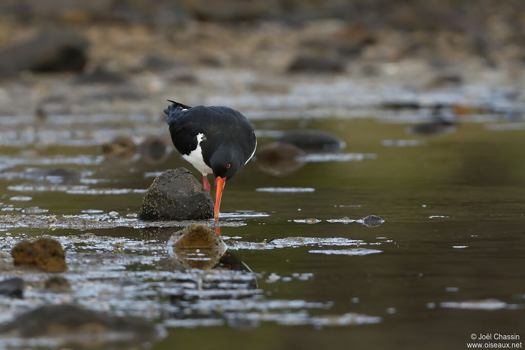 Pied Oystercatcher, identification