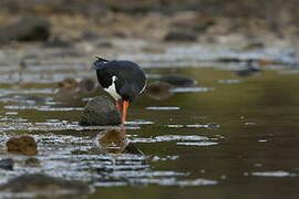 Pied Oystercatcher