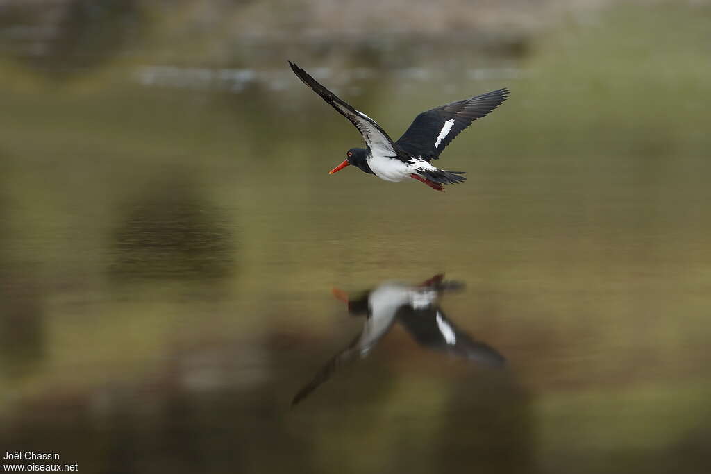 Pied Oystercatcheradult, Flight