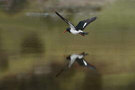 Pied Oystercatcher