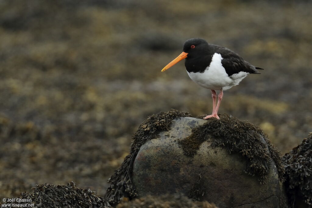 Eurasian Oystercatcher, identification