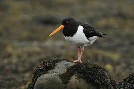 Eurasian Oystercatcher