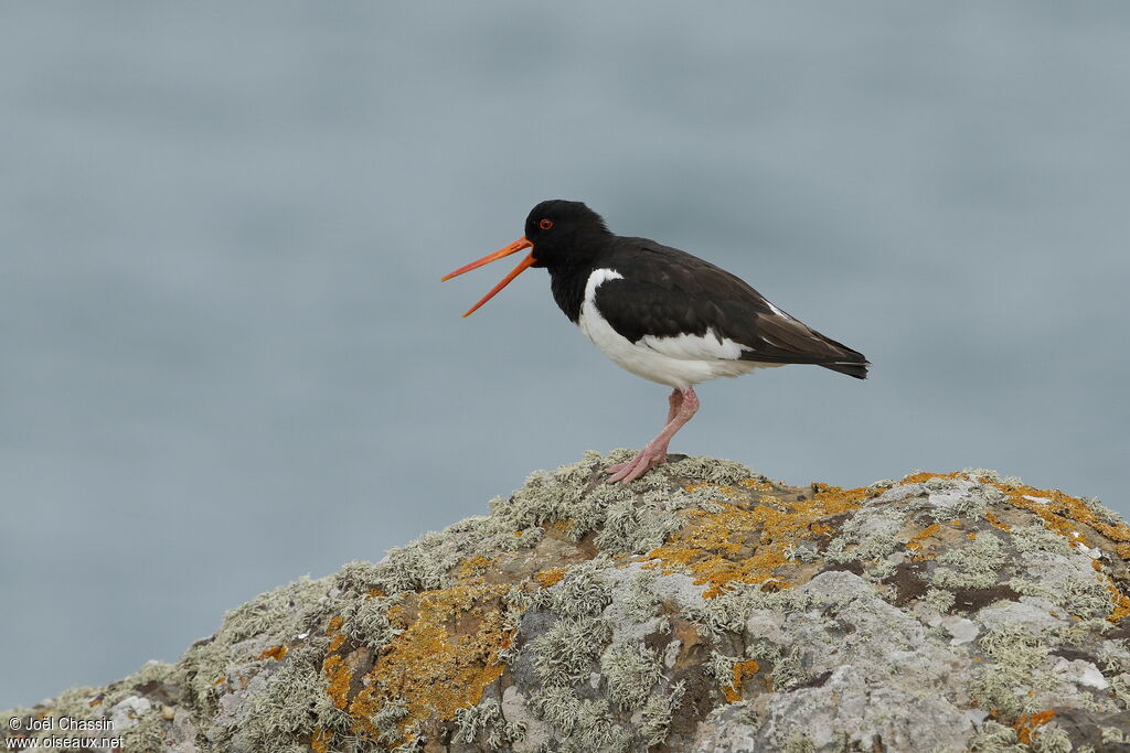 Eurasian Oystercatcher, identification