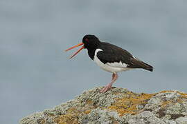 Eurasian Oystercatcher