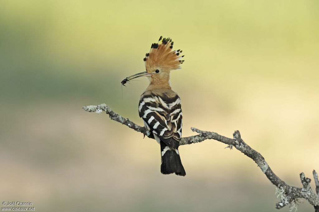 Huppe fasciée, identification