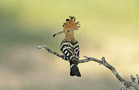 Eurasian Hoopoe