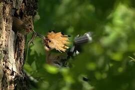 Eurasian Hoopoe