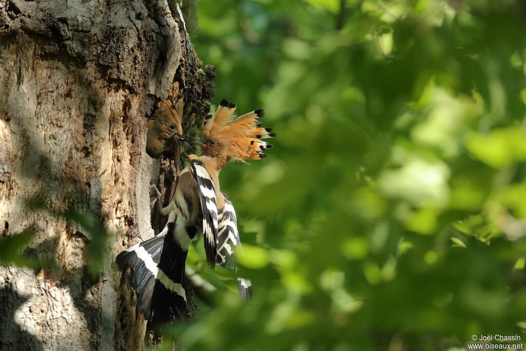 Huppe fasciée, identification, mange