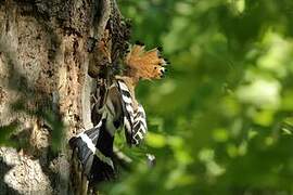 Eurasian Hoopoe