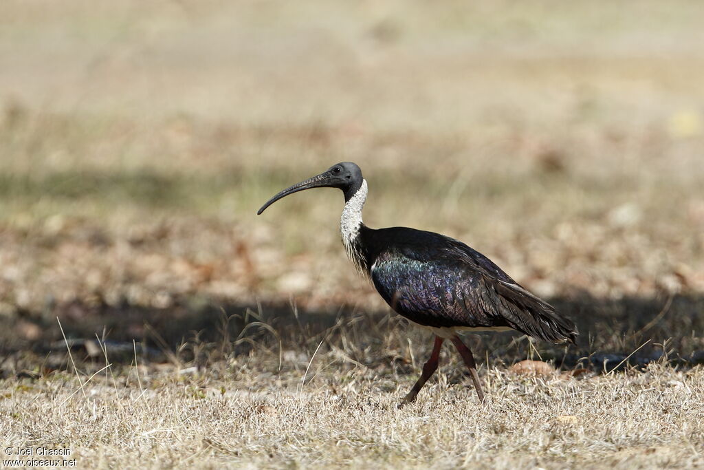 Straw-necked Ibis, identification