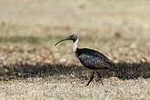 Ibis d'Australie