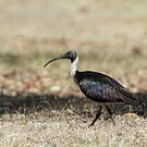 Ibis d'Australie