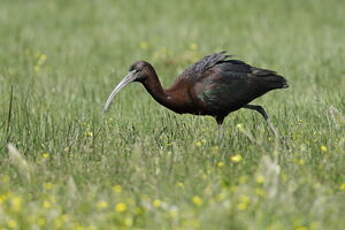 Ibis falcinelle