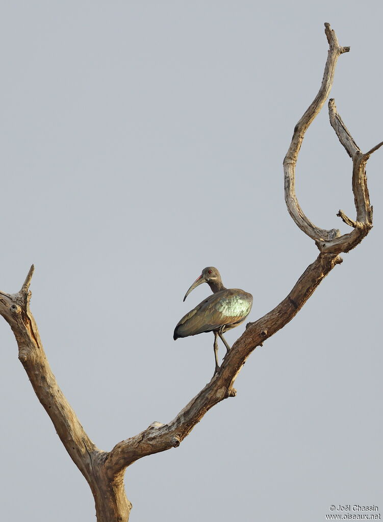 Hadada Ibis, identification