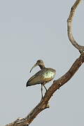 Hadada Ibis