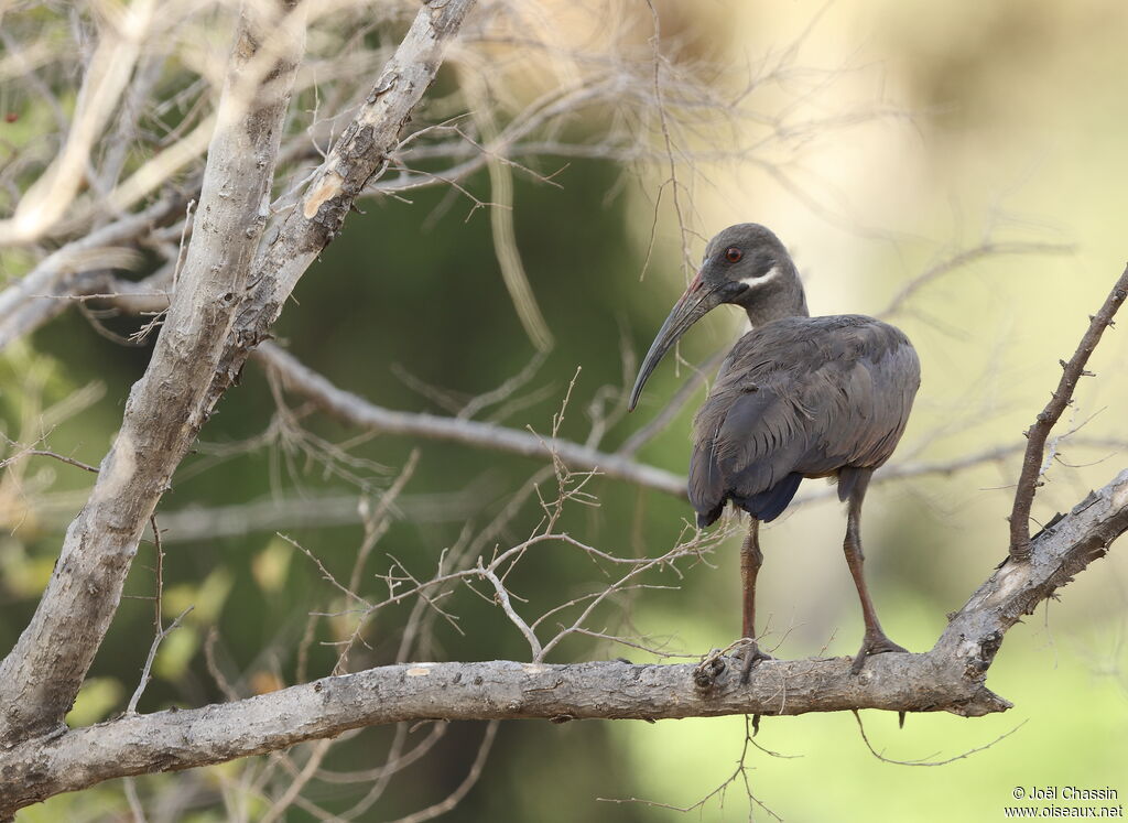 Hadada Ibis, identification