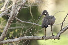 Hadada Ibis