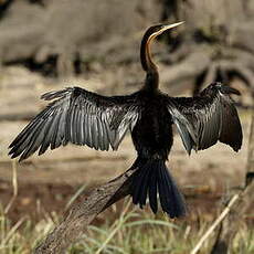 Anhinga d'Afrique