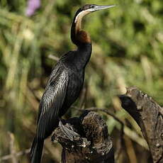 Anhinga d'Afrique